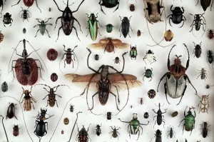 Beetle Prints: A Collection of Beetles Print (Coleoptera)