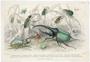 Prints of The HERCULES beetle, SCARABAEUS TITYUS and others, depicted in their natural habitat Beetle Prints: Hercules Beetle Print in Tropical Habitat