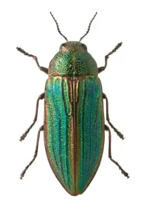 Beetle Prints: Close-up of Splendour Beetle Print, Natural History Museum