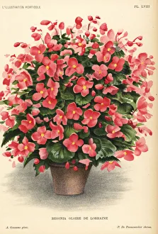 Begonia hybrid, Gloire de Lorraine, raised Begonia hybrid, Gloire de Lorraine, raised