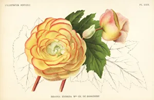 Begonia hybrid, Madame Charles de Bosschere Begonia hybrid, Madame Charles de Bosschere