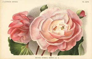 Begonia hybrid raised by F. Crousse of Nancy Begonia hybrid raised by F. Crousse of Nancy