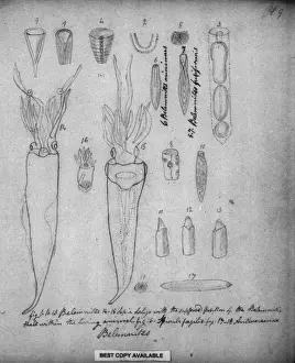 Cephalopod Prints: Belemnites Print by Mary Evans Prints Online