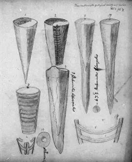 Belemnite Print from Mary Anning's Manuscripts Collection