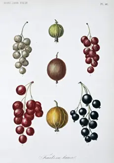 Angiosperm Flowering Plants Prints: Berry Fruit