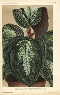 Bertolonia hybrid, Mlle. Lucienne Linden Bertolonia hybrid, Mlle. Lucienne Linden