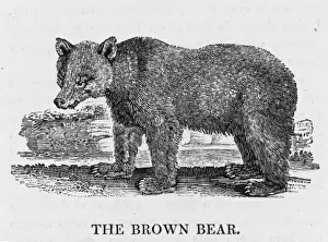 Prints of Bewick deascibes the Brown Bear as a savage and solitary animal Thomas Bewick Prints: Bewick Brown Bear Print