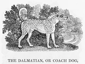 Dalmatian Breed Prints: Bewick Dalmatian