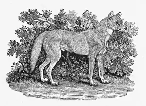 Whipsnade Zoo Animals Prints: Bewick Dingo