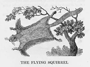 Bewick Prints: Bewick / Flying Squirrel