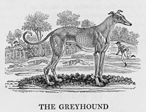 Greyhound Racing Prints: Bewick Greyhound Print, a watercolour engraving of the breed