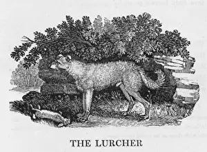 Framed Print : Bewick Lurcher Print Framed Print : Bewick Lurcher Print