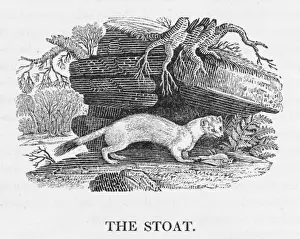 Mustelid Species Prints: Bewick / Stoat