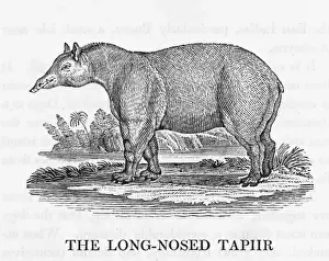 Tapirus Terrestris Prints: Bewick / Tapir