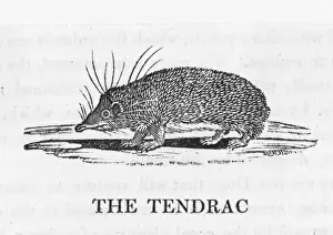 Bewick's Tenrec Print