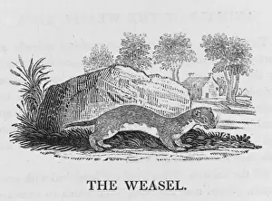 Mustelid Animals Prints: Bewick / Weasel