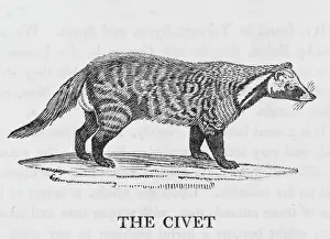 Prints of (Vombatus ursinus). A bear-like marsupial who lives in Australia and burrows extensive tunnels. Date: 1790 Marsupium Prints: Bewick's Wombat Print (Vombatus ursinus), Australia, 1790