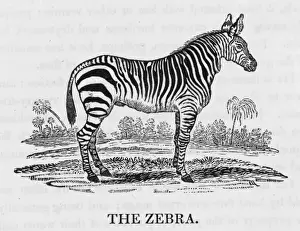 African Wildlife Art Prints: Bewick / Zebra