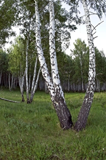 Birch Forest near river Sinara - trees trunks bear Birch Forest near river Sinara - trees trunks bear