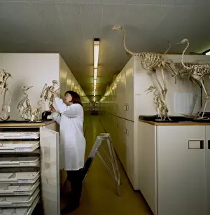 Natural History Museum Tring Prints: Bird Collections