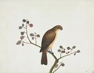Watercolour Print of a Bird from Canton, China