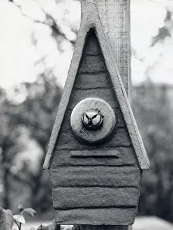 Blue Tit Nesting Box Prints: Bird looking out of a nesting box