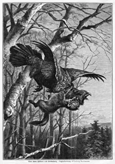 Predator Bird Images Prints: Bird and Predator