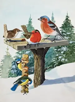 Snowy Bird Scene Prints: Birds on a bird table