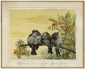 19th Century Bird Art Prints: Birds on a Bough
