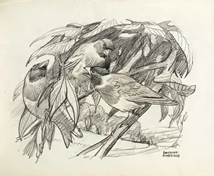 Three Birds Perched on a Branch Print