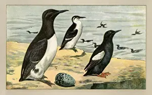 Black And White Bird Illustration Prints: Three birds with an egg