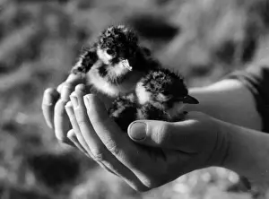 Old Photographs Of Birds Prints: Birds / Lapwing Chicks