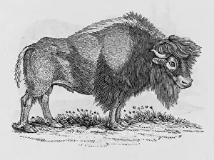 Animal Prints For Sale Online Prints: Bison (Bewick)