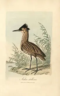 Copperplate Prints For Sale Prints: Bittern, Ardea stellaris, Botaurus stellaris