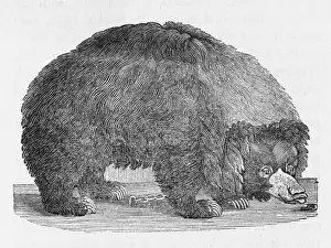 18th Century Wildlife Art Prints: Black Bear (Bewick)