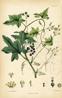 Black-berried white bryony, Bryonia alba Black-berried white bryony, Bryonia alba