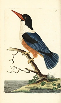 Black-capped kingfisher, Halcyon pileata Black-capped kingfisher, Halcyon pileata