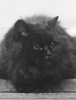 Prints of CHAMPION BLACK CAT This large, fluffy cat lies comfortably. Owned by Captain St Barbe. Date: 1935 Cats (Domestic) Prints: Black Cat Champion Print, 1935