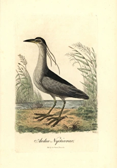 Black-crowned night heron, Nycticorax nycticorax Black-crowned night heron, Nycticorax nycticorax
