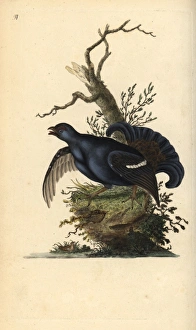 Black grouse, Tetrao tetrix Black grouse, Tetrao tetrix