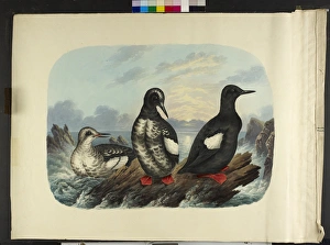 The black guillemot, in three stages of plumage Cepphus gryl The black guillemot, in three stages of plumage Cepphus gryl