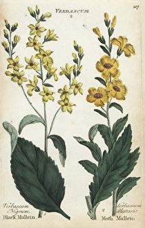 Black mullein, Verbascum nigrum, and moth mullein Black mullein, Verbascum nigrum, and moth mullein