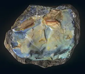 Black Opal Cabochon Print from Wallangulla, Queensland