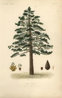 Black pine or Austrian pine, Pinus nigra subsp. laricio Black pine or Austrian pine, Pinus nigra subsp. laricio
