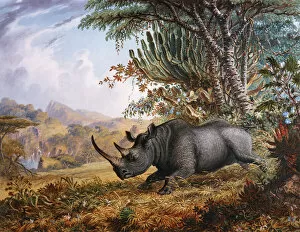 Rhinoceros Collection: The Black Rhinoceros Charging, by Thomas Baines