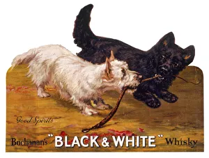 Black and white whisky dog sales breed