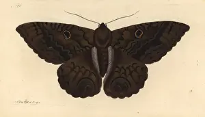 Prints of Black witch moth, Ascalapha odorata.. Illustration drawn and engraved by Richard Polydore Nodder Black Witch Prints: Black Witch Moth Print, Ascalapha odorata, 1800