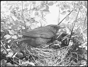 Garden Wildlife Photography Prints: Blackbird Nesting