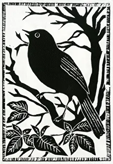A blackbird sings whilst perched on a branch A blackbird sings whilst perched on a branch