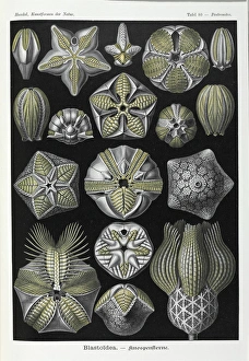 Blastoidea; extinct stemmed echinoderm Blastoidea; extinct stemmed echinoderm